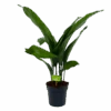 Aspidistra Elatior - Kwartjesplant - P17 H70 - Kamerplant -Flamingo Verkoop aspidistra elatior kwartjesplant p17 h70 1 1