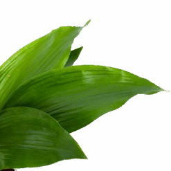 Aspidistra Elatior - Kwartjesplant - P17 H70 - Kamerplant -Flamingo Verkoop aspidistra elatior kwartjesplant p17 h70 5 1