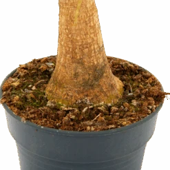 Beaucarnea Recurvata - Op Stam - Olifantenpoot - P21 H60 - Kamerplant -Flamingo Verkoop beaucarnea recurvata op stam olifantenpoot p21 h60 5 1