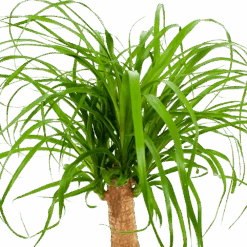 Beaucarnea Recurvata - Op Stam - Olifantenpoot - P21 H60 - Kamerplant -Flamingo Verkoop beaucarnea recurvata op stam olifantenpoot p21 h60 6 1