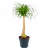 Beaucarnea Recurvata - Op Stam - Olifantenpoot - P27 H100 - Kamerplant -Flamingo Verkoop beaucarnea recurvata op stam olifantenpoot p27 h100 1 1