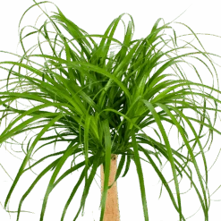 Beaucarnea Recurvata - Op Stam - Olifantenpoot - P27 H100 - Kamerplant 7 Beaucarnea Recurvata - Op Stam - Olifantenpoot - P27 H100 - Kamerplant -Flamingo Verkoop beaucarnea recurvata op stam olifantenpoot p27 h100 5 1