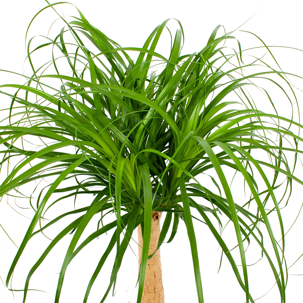 Beaucarnea Recurvata - Op Stam - Olifantenpoot - P27 H100 - Kamerplant 4 Beaucarnea Recurvata - Op Stam - Olifantenpoot - P27 H100 - Kamerplant - Afbeelding 2