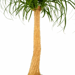 Beaucarnea Recurvata - Op Stam - Olifantenpoot - P27 H100 - Kamerplant 8 Beaucarnea Recurvata - Op Stam - Olifantenpoot - P27 H100 - Kamerplant -Flamingo Verkoop beaucarnea recurvata op stam olifantenpoot p27 h100 6 1