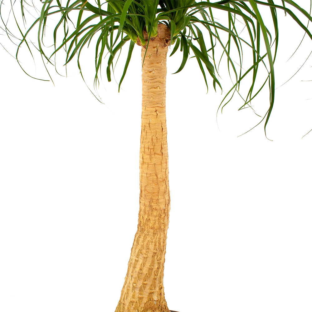 Beaucarnea Recurvata - Op Stam - Olifantenpoot - P27 H100 - Kamerplant 5 Beaucarnea Recurvata - Op Stam - Olifantenpoot - P27 H100 - Kamerplant - Afbeelding 3