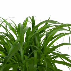 Beaucarnea Recurvata - Op Stam - Olifantenpoot - P32 H130 - Kamerplant -Flamingo Verkoop beaucarnea recurvata op stam olifantenpoot p32 h130 6 3