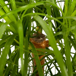 Beaucarnea Recurvata - Vertakt - Olifantenpoot - P26 H70 - Kamerplant -Flamingo Verkoop beaucarnea recurvata vertakt olifantenpoot p26 h70 5 1