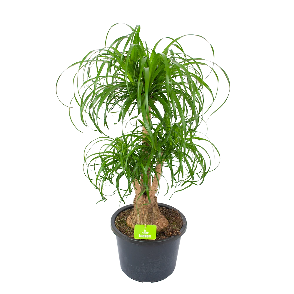 Beaucarnea Recurvata - Vertakt - Olifantenpoot - P32 H90 - Kamerplant 3 Beaucarnea Recurvata - Vertakt - Olifantenpoot - P32 H90 - Kamerplant