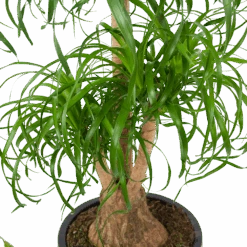 Beaucarnea Recurvata - Vertakt - Olifantenpoot - P32 H90 - Kamerplant 7 Beaucarnea Recurvata - Vertakt - Olifantenpoot - P32 H90 - Kamerplant -Flamingo Verkoop beaucarnea recurvata vertakt olifantenpoot p32 h90 5 3