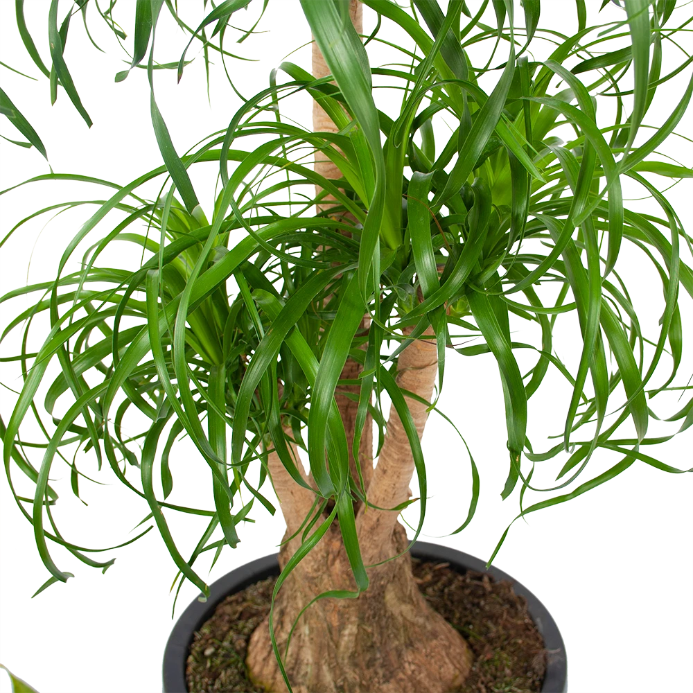 Beaucarnea Recurvata - Vertakt - Olifantenpoot - P32 H90 - Kamerplant 4 Beaucarnea Recurvata - Vertakt - Olifantenpoot - P32 H90 - Kamerplant - Afbeelding 2