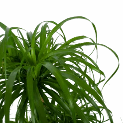 Beaucarnea Recurvata - Vertakt - Olifantenpoot - P32 H90 - Kamerplant 8 Beaucarnea Recurvata - Vertakt - Olifantenpoot - P32 H90 - Kamerplant -Flamingo Verkoop beaucarnea recurvata vertakt olifantenpoot p32 h90 6 3