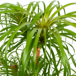 Beaucarnea Recurvata - Vertakt - Olifantenpoot - P38 H110 - Kamerplant -Flamingo Verkoop beaucarnea recurvata vertakt olifantenpoot p38 h110 5 1