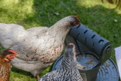 Beeztees Speel- En Snacktoren - Kippenspeelgoed - 30x30x30cm 11 Beeztees Speel- En Snacktoren - Kippenspeelgoed - 30x30x30cm -Flamingo Verkoop beeztees speel en snacktoren kippenspeelgoed 30x30x30cm 5