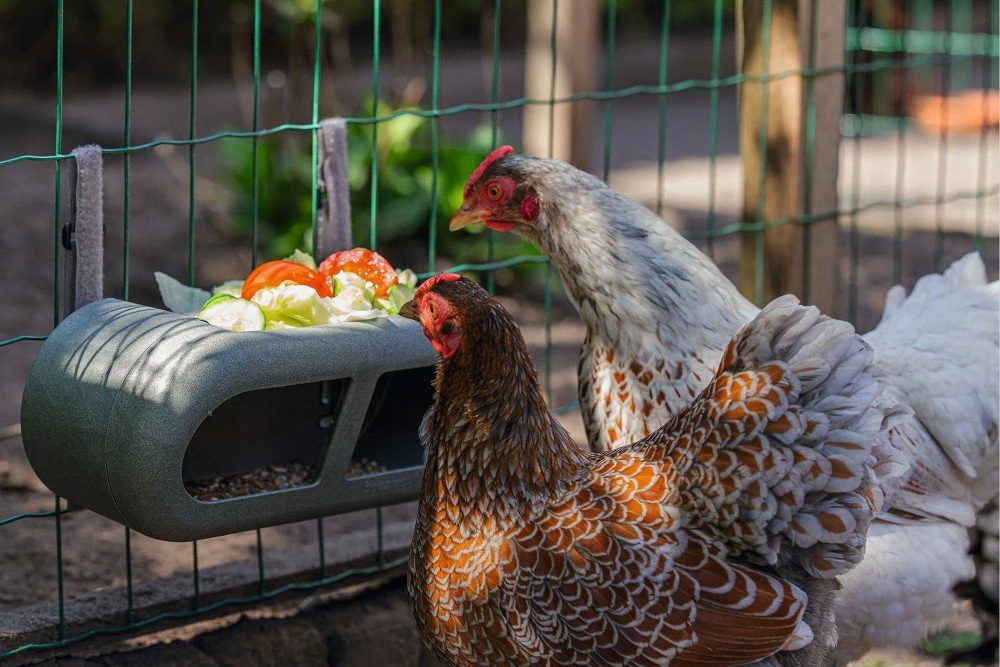 Beeztees Beezteez Voerbak - Kippenvoerbak - 30x14x13cm 6 Beeztees Beezteez Voerbak - Kippenvoerbak - 30x14x13cm - Afbeelding 4