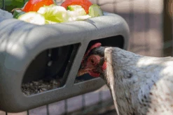 Beeztees Beezteez Voerbak - Kippenvoerbak - 30x14x13cm 11 Beeztees Beezteez Voerbak - Kippenvoerbak - 30x14x13cm -Flamingo Verkoop beezteez voerbak kippenvoerbak 30x14x13cm 5