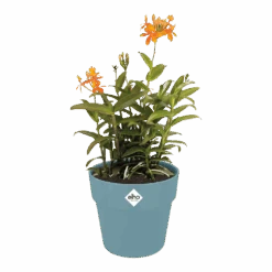 Bloempot Elho B.for Original Rond 30cm -Duifblauw -Flamingo Verkoop bfor original rond bloempot duifblauw 3 1