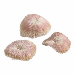 BiOrb Plaatkoraal Set