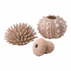 BiOrb Zee-egel Set - Naturel