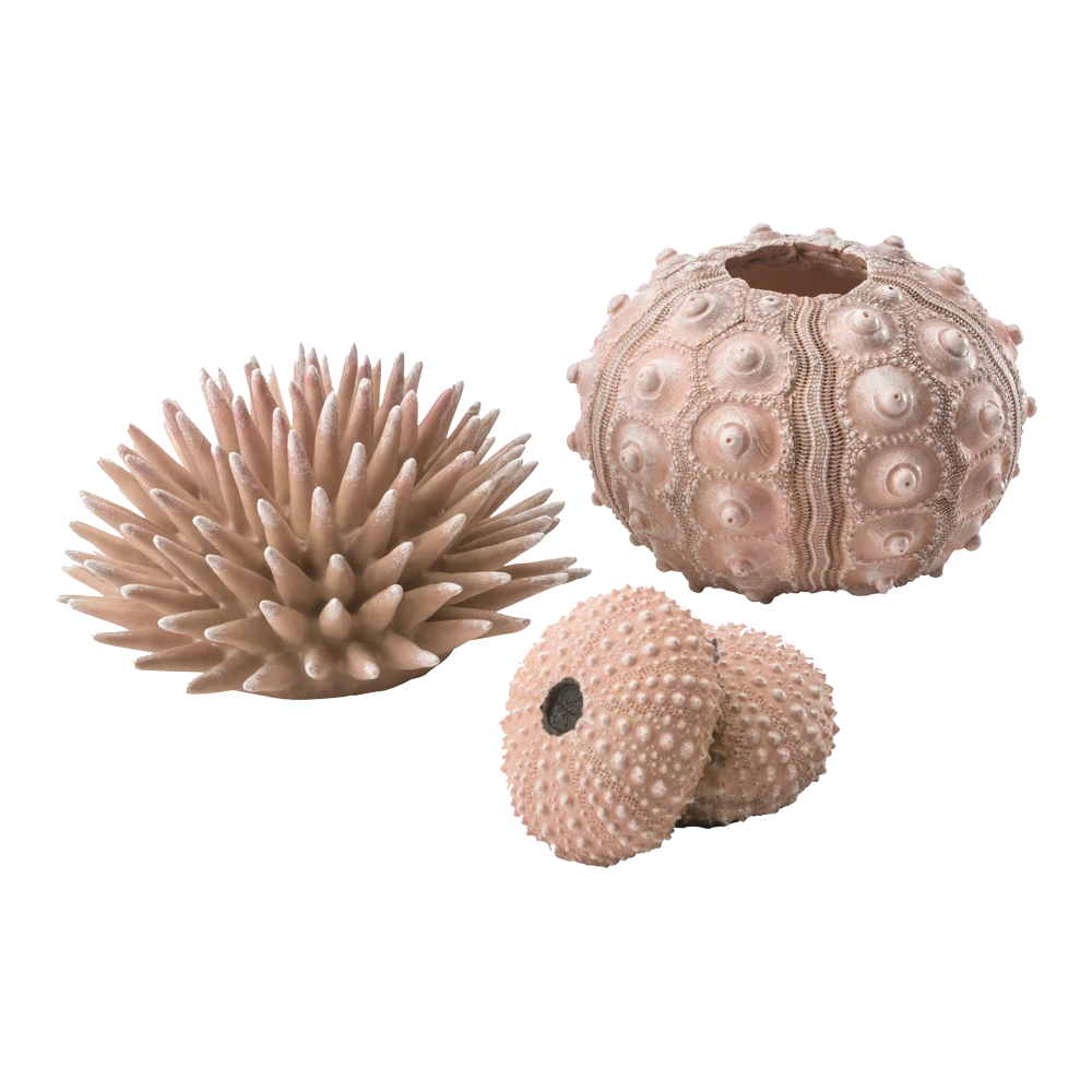 BiOrb Zee-egel Set - Naturel 3 BiOrb Zee-egel Set - Naturel