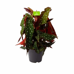 Bladbegonia Maculata - Stippenplant - P17 H35 - Kamerplant
