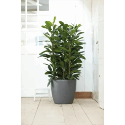 Bloempot Elho Brussels Rond 40cm - Met Wielen - Antraciet -Flamingo Verkoop bloempot elho brussels rond 40cm met wielen antraciet bloempot antraciet 6 1