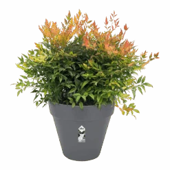 Bloempot Elho Loft Urban Rond 60cm - Antraciet -Flamingo Verkoop bloempot elho loft urban rond antraciet bloempot antraciet 3 2 2