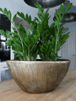 Bloempot Kos Ovaal - L49 X B21 X H37cm - Goud -Flamingo Verkoop bloempot kos ovaal goud bloempot 2 1 1