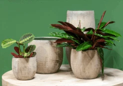 Bloempot Steef Hoog - D29 X H60cm - Creme Groen -Flamingo Verkoop bloempot steef d29 h60 creme groen bloempot 6 6