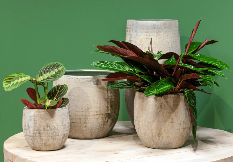 Bloempot Steef - D49 X H45cm - Creme Groen 4 Bloempot Steef - D49 X H45cm - Creme Groen - Afbeelding 2