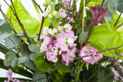 Boeket Anthurium Middel -Flamingo Verkoop boeket anthurium boeketten 3 2