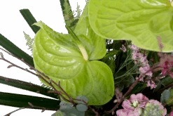 Boeket Anthurium Groot -Flamingo Verkoop boeket anthurium boeketten 4 1