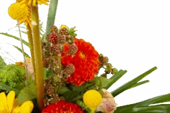 Boeket Beatrix Groot 10 Boeket Beatrix Groot -Flamingo Verkoop boeket beatrix boeketten 3 3