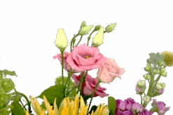 Boeket Eline Groot -Flamingo Verkoop boeket eline boeketten 4 2