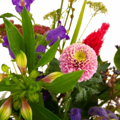 Boeket Paarse Passie Klein -Flamingo Verkoop boeket paarse passie klein boeketten 4