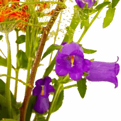 Boeket Plukgeluk Middel -Flamingo Verkoop boeket plukgeluk middel boeketten 4