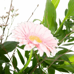 Boeket Roze Verrassing Middel -Flamingo Verkoop boeket roze verrassing boeketten 2 2