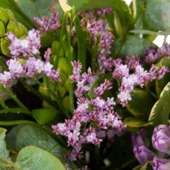 Boeket Vrolijk Seizoen Klein -Flamingo Verkoop boeket vrolijk seizoen boeketten 2 1