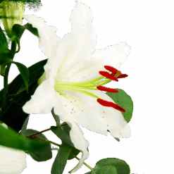 Boeket Witte Winter Klein -Flamingo Verkoop boeket witte winter boeketten 4