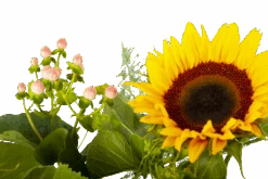 Boeket Zonnestraal Klein -Flamingo Verkoop boeket zonnestraal boeketten 4 3