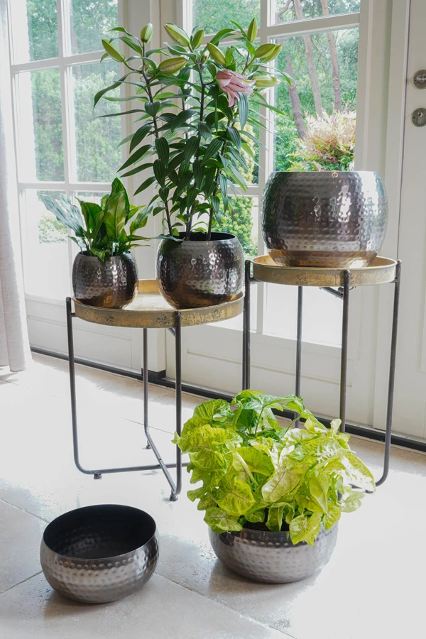 Plantenschaal Kody - D28 X H13cm - Lood 4 Plantenschaal Kody - D28 X H13cm - Lood - Afbeelding 2