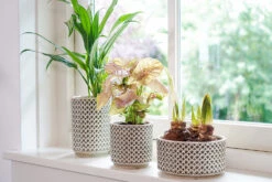 Plantenschaal Thies - D20 X H10cm - Olijf Groen 5 Plantenschaal Thies - D20 X H10cm - Olijf Groen -Flamingo Verkoop bowl thies olive green d20 h10 schaal 6 12