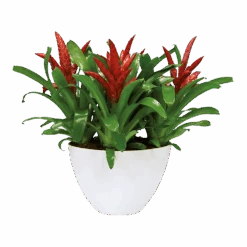 Bloempot Elho Brussels Diamond Ovaal Hoog 36cm - Wit 8 Bloempot Elho Brussels Diamond Ovaal Hoog 36cm - Wit -Flamingo Verkoop brussels diamond ovaal hoog 36cm bloempot wit 6 6