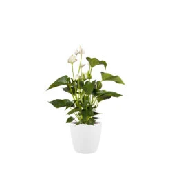 Bloempot Elho Brussels Rond 30cm - Wit 6 Bloempot Elho Brussels Rond 30cm - Wit -Flamingo Verkoop brussels rond 30cm bloempot wit 6 20