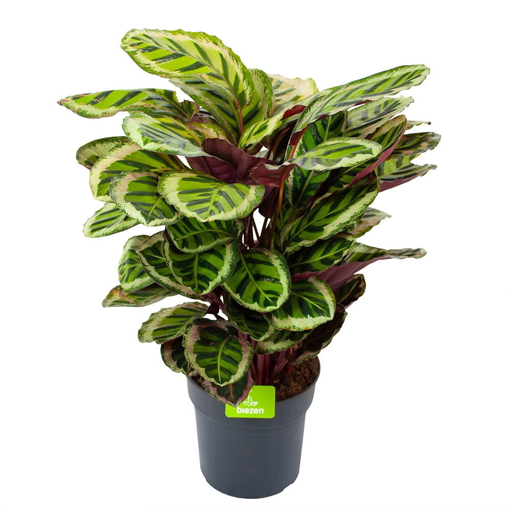 Calathea Angela - Livingplant - P27 H80 - Kamerplant 3 Calathea Angela - Livingplant - P27 H80 - Kamerplant