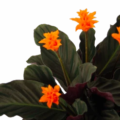 Calathea Crocata - Eeuwige Vlam - P15 H45 - Kamerplant 7 Calathea Crocata - Eeuwige Vlam - P15 H45 - Kamerplant -Flamingo Verkoop calathea crocata eeuwige vlam p15 h45 3