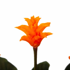 Calathea Crocata - Eeuwige Vlam - P15 H45 - Kamerplant 8 Calathea Crocata - Eeuwige Vlam - P15 H45 - Kamerplant -Flamingo Verkoop calathea crocata eeuwige vlam p15 h45 4