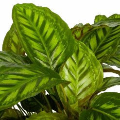 Calathea Flamestar - Schaduwplant - P32 H80 - Kamerplant -Flamingo Verkoop calathea flamestar schaduwplant p32 h80 4