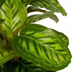 Calathea Flamestar - Schaduwplant - P32 H80 - Kamerplant -Flamingo Verkoop calathea flamestar schaduwplant p32 h80 5