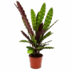 Calathea Insigne - Livingplant - P17 H65 - Kamerplant -Flamingo Verkoop calathea insigne livingplant p17 h65 4