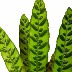 Calathea Insigne - Livingplant - P17 H65 - Kamerplant -Flamingo Verkoop calathea insigne livingplant p17 h65 6